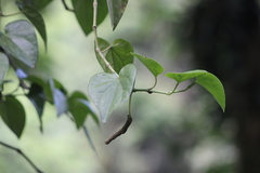 Manekia obtusa