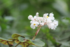 Begonia hammoniae