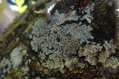 Pannaria athroophylla