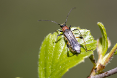 Callimoxys fuscipennis