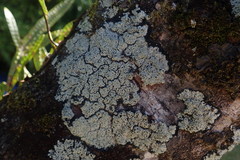 Pannaria athroophylla