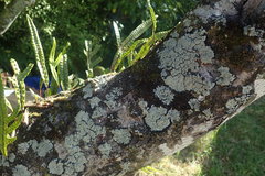 Pannaria athroophylla