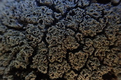 Pannaria athroophylla