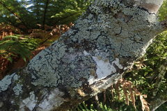 Pannaria athroophylla