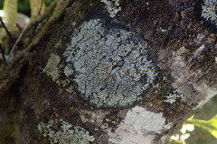 Pannaria implexa
