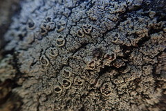 Pannaria implexa