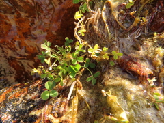 Trifolium wormskioldii