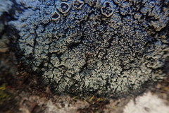 Pannaria implexa