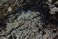 Pannaria implexa