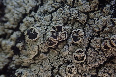 Pannaria implexa