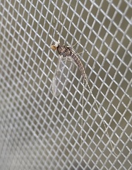 Ephemeroptera