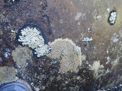 Pannaria minutiphylla