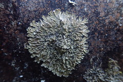Pannaria minutiphylla