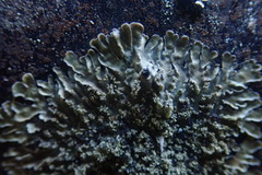 Pannaria minutiphylla