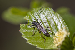 Callimoxys fuscipennis