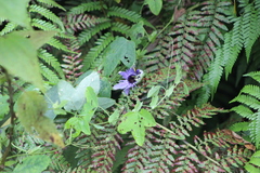 Passiflora amethystina