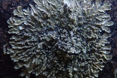 Pannaria minutiphylla