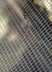 Ephemeroptera