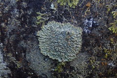 Pannaria minutiphylla