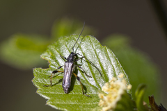 Callimoxys fuscipennis