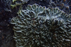 Pannaria minutiphylla