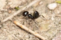 Crematogaster laeviceps
