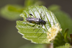 Callimoxys fuscipennis