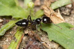 Crematogaster laeviceps
