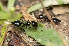 Crematogaster laeviceps