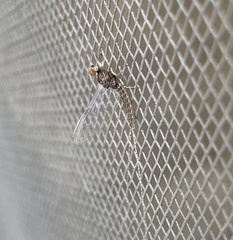 Ephemeroptera