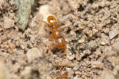 Pheidole rugosula