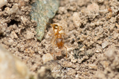 Pheidole rugosula
