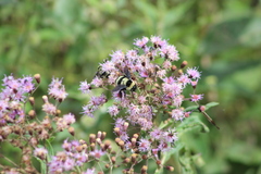 Bombus brasiliensis