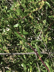 Lonicera subspicata subspicata