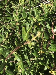 Lonicera subspicata subspicata