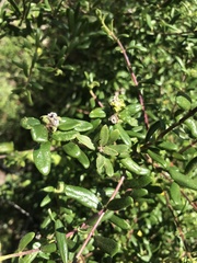Lonicera subspicata subspicata