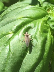 Heteroptera