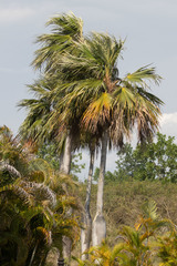 Colpothrinax wrightii