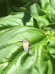 Heteroptera