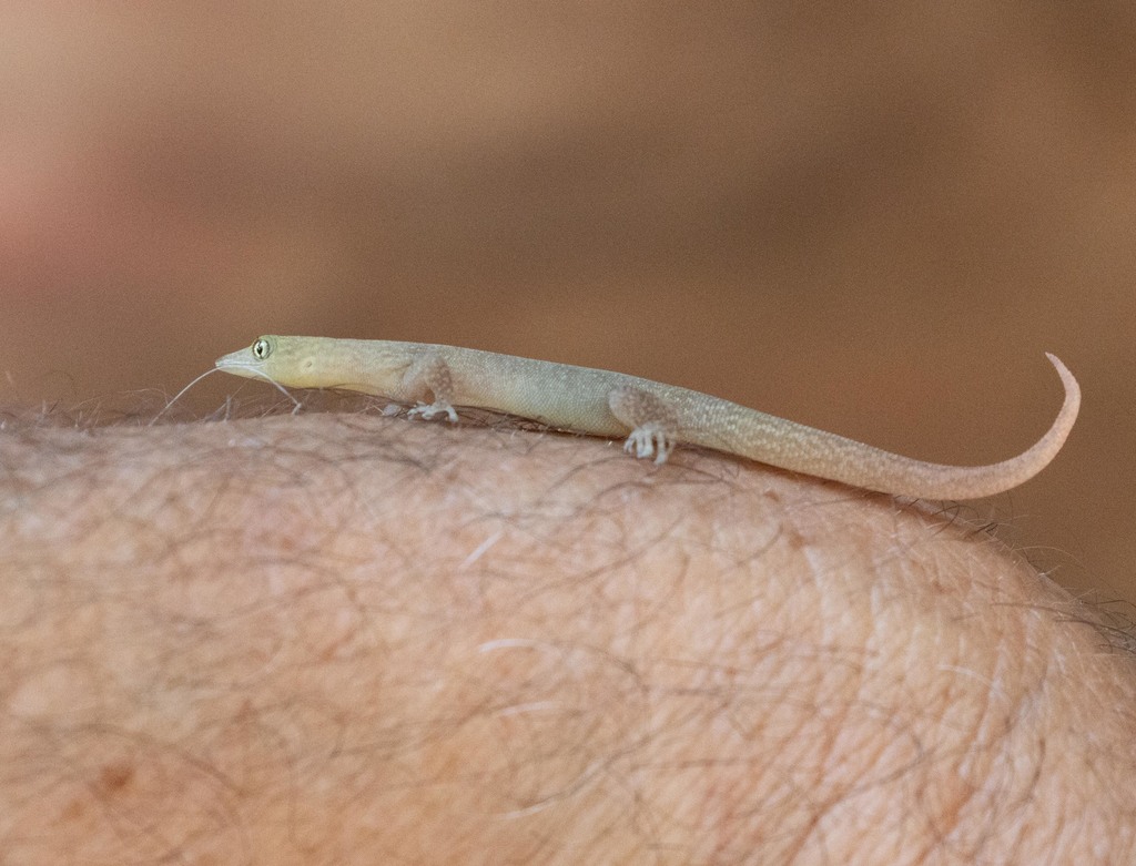 Ashy Gecko from Consolación del Sur, Pinar del Río, Cuba on March 21 ...