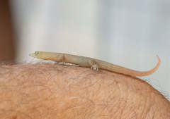 Sphaerodactylus elegans