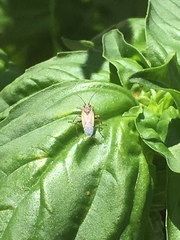Heteroptera
