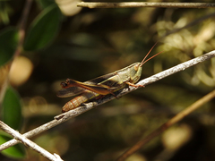 Staurorhectus longicornis