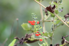Salvia melissiflora