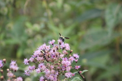 Bombus brasiliensis