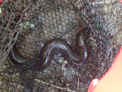 Amphiuma tridactylum