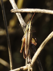 Staurorhectus longicornis