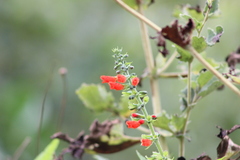 Salvia melissiflora