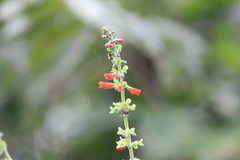 Salvia melissiflora
