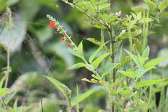Salvia melissiflora